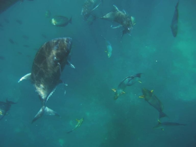 Snorkeling Spots in Nusa Penida